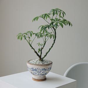 홍콩야자분재 르쟈르댕(블루) 토분