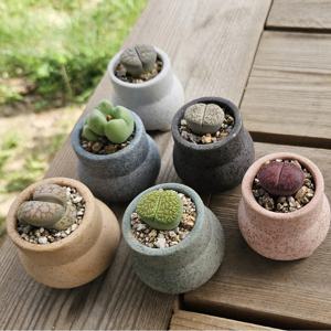 리톱스 축전선인장을 심은 긴항아리 미니화분