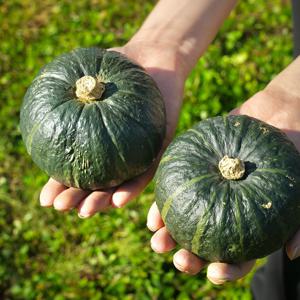 고당도 제주 미니 밤호박 1kg 보우짱 단호박 미니호박 특품