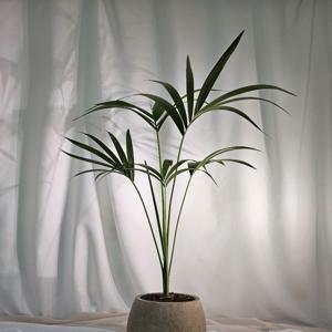 겐차야자 켄차야자 H110 거실화분 개업축하화분