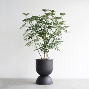 홍콩야자 매트블랙 MB2 화분 공기정화 인테리어 대형식물