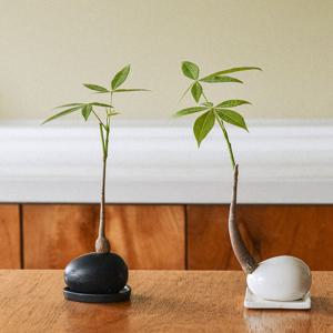 페블팟 파키라 (블랙&화이트) 흙없이 키우는 키우기 쉬운 실내식물