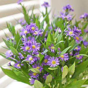 공작초 생화 번들 한단 보라색꽃 꽃선물 화병 포장 경매 꽃배달 정기구독