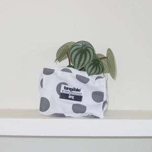 수박페페 (Peperomia argyreia) 렉탱글 화분커버 팟커버