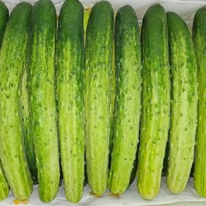 아삭하고 식감 좋은 특품 백다다기 오이! 2kg 5kg 10kg