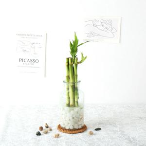 DIY 관엽수경재배 개운죽