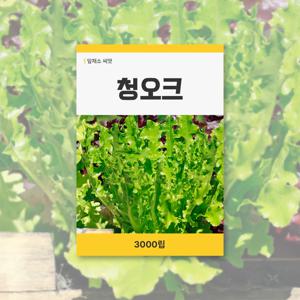 청오크 씨앗 3000립 잎채소 씨앗 새싹 키우기