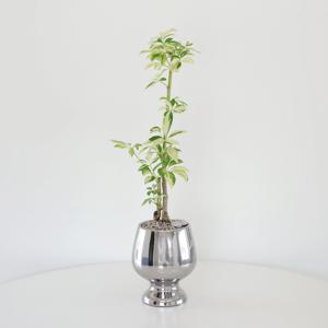 무늬홍콩야자 (Schefflera arboricola)