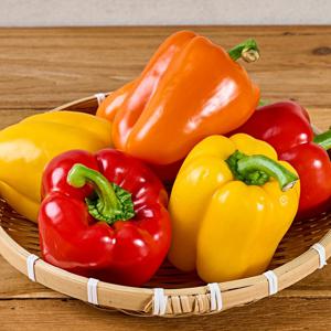 국내산 파프리카 L 사이즈 2.5kg 12-14개 빨강 주황 노랑 믹스 피망