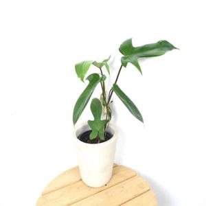 필로덴드론 플로리다뷰티'Philodendron Florida Beauty 희귀식물 반려식물