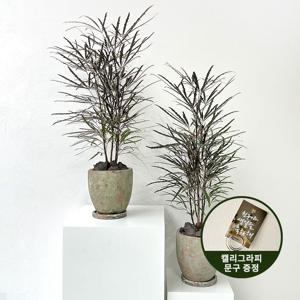 쉐프렐라 홍콩야자(중대형)+빈티지 화분+받침대+캘리그라피 문구