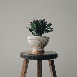 게발선인장 르쟈르댕(핑크) 토분