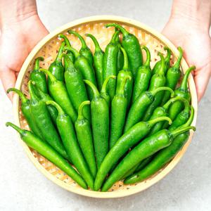 맵지않아 더 맛있는 아삭 모닝고추 1kg 2kg 5kg