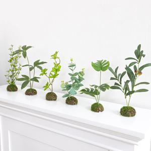 홍콩야자 유칼립투스 몬스테라 올리브 이끼볼 조화 녹색 정원 6types