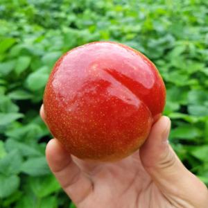 국내산 노지 자두 경북 농장 직송1kg 2kg