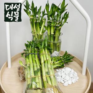 개운죽 한묶음 수경식물 키우기쉬운식물 공기정화 인테리어 플랜테리어