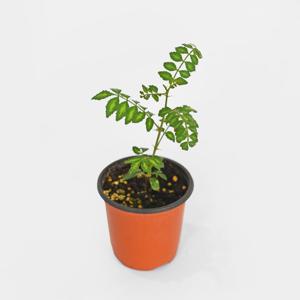 토종산초 소형 향신료 약용 벌레퇴치 싱그러운 식물 모종