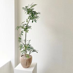 쉐프렐라 홍콩야자 중형 플랜테리어 개업화분 베트남토분