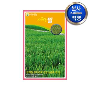 새싹밀 씨앗 12g . 무소독 채소 수경 재배 씨 종자