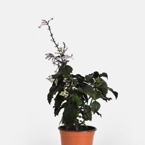 해피블루 라벤더 소형 야생화 꽃모종 모나 라벤더 공기정화식물 보라색꽃