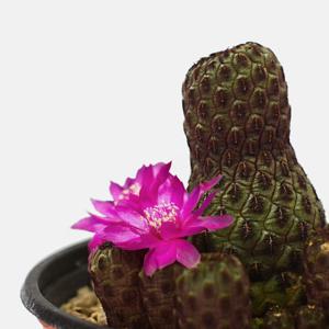 레드흑려환 소형 바위솔 다육이 선인장 플랜테리어 반려식물