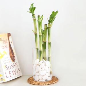 개운죽_흰자갈 수경재배식물