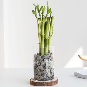 개운죽_펄라이트 수경재배식물