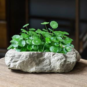 TEMU 창의적인 시뮬레이션 스톤 그래스 수경 화분, 세라믹 거실 가정용 물 영양 식물 화분 데스크탑, 거실 및 발코니, 어항에 적합. 맛있는 선물