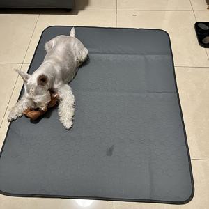 TEMU 재사용 가능한, 미끄럼 방지 개 소변 매트, 개 및 고양이용 애완 동물 매트, 훈련 패드에도 적합합니다|배변패드