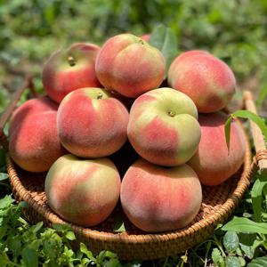 [한정특가] 제철 경북 산지 반납작 대극천 복숭아 1kg/2kg/4kg 중 택 1