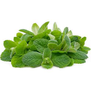 애플민트 허브 생잎 100g 모히또 칵테일장식