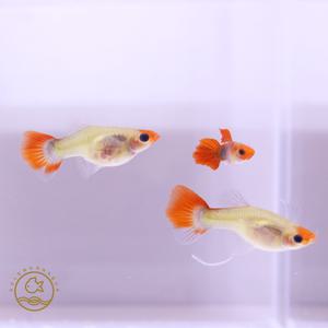 [기타]레드 턱시도 코이 글라스 벨리 숏바디 구피 1쌍