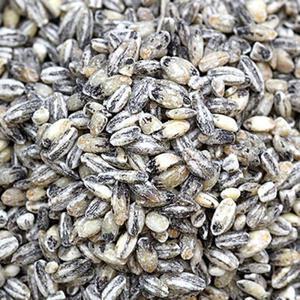 [해남미소] 오색향미 영농조합 검정보리쌀 600g/ 1kg