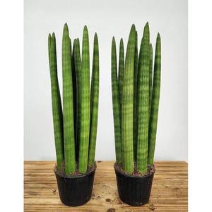 베하몰 실내 화초 스투키 약35cm