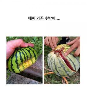 수박 참외 호박 무름방지 받침 20cm(5개1셋트)