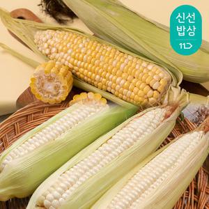 [품질보장]국내산 고당도 초당옥수수 찰옥수수 특품