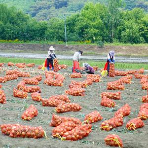 입맛 살리는 신기마을 햇양파 10kg(장아찌용)