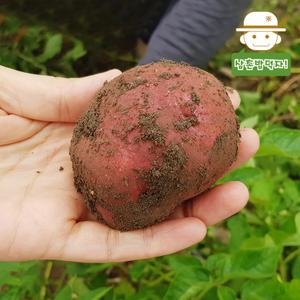 [롯데백화점]삼촌밥먹자 햇 홍감자 빨간감자(중) 10kg