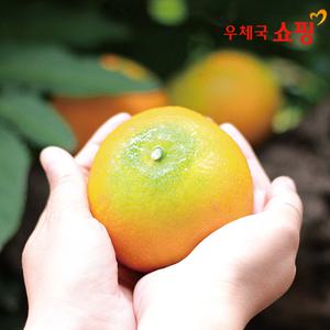 [우체국쇼핑X어글리러블리] 제주 하우스감귤 2kg 중대과(L-2L) 2개 구매시 4.5KG 발송