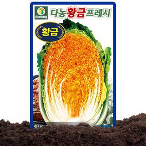 다농 황금프레시 씨앗 300립 라이코펜 함유 가을김장배추씨 종자 김장배추