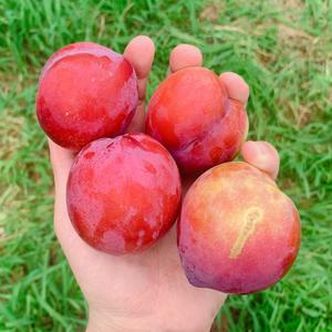 새콤달콤 대석자두 소 중 대 1kg,2kg