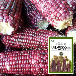 마이플랜트 보라찰옥수수 채소 재배 씨앗 베란다 텃밭 가꾸기