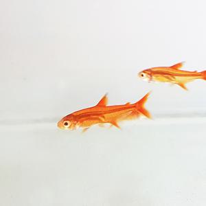 엠버 테트라 5마리