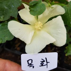 [모종모종]목화 모종(교육용,식용)공기정화식물