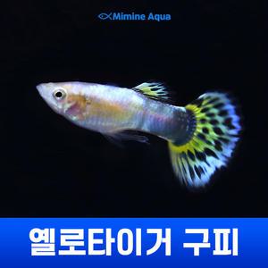 옐로타이거 구피 5마리