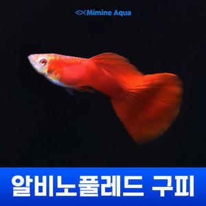 알비노 풀레드 구피 1마리