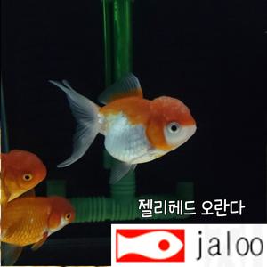 생먹이 자루 젤리헤드 오란다 1마리 혹머리 금붕어 관상용