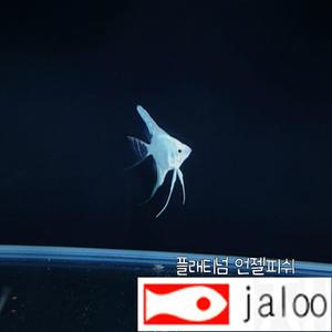 생먹이 자루 플래티넘 엔젤 피쉬 1마리 새하얀 열대어 관상용
