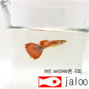 생먹이 자루 레드 바리게이트 구피 10마리 빨간색 알록달록한 열대어