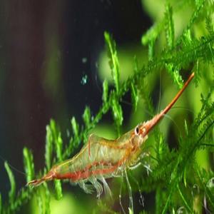 수마트라 롱노즈 쉬림프 (2~3cm 전후)/피노키오새우/이끼청소부/청소새우